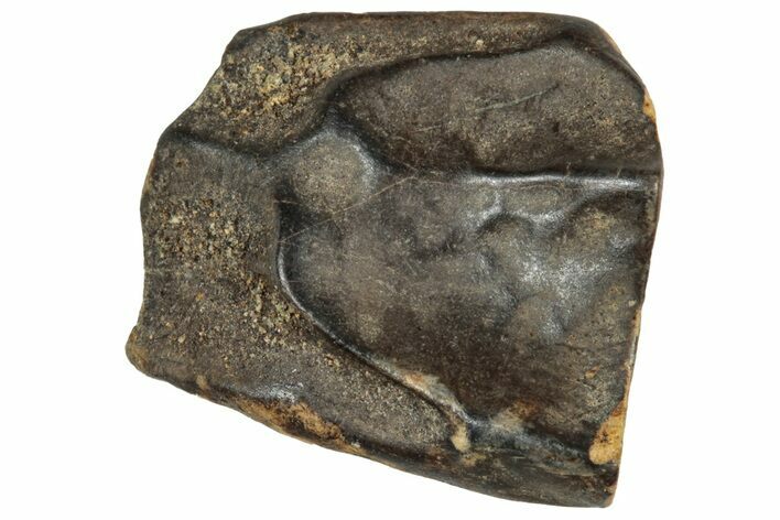 Fossil Triceratops Shed Tooth - Montana #350725